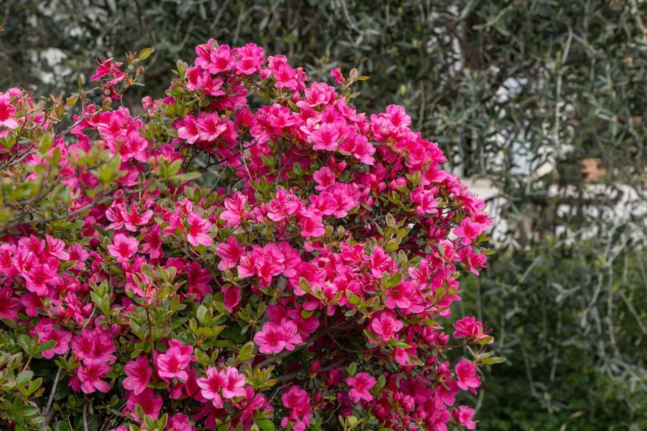 Agriturismo Pozzo Fiorito Castiglione Delle Stiviere Bagian luar foto