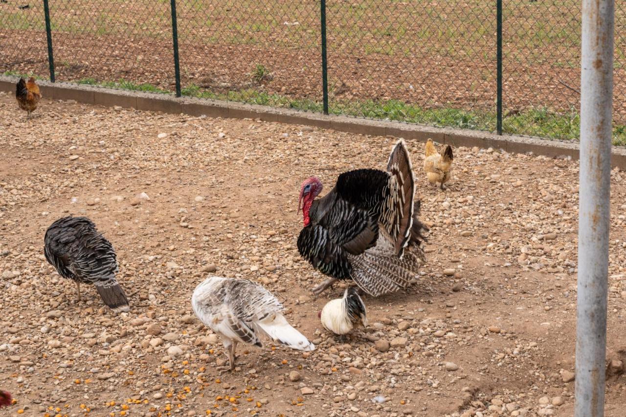 Agriturismo Pozzo Fiorito Castiglione Delle Stiviere Bagian luar foto