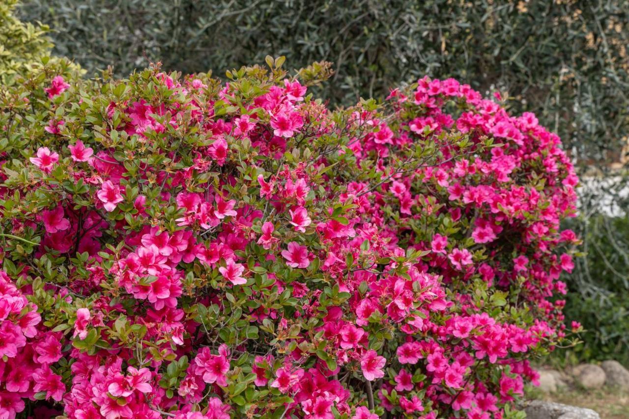 Agriturismo Pozzo Fiorito Castiglione Delle Stiviere Bagian luar foto